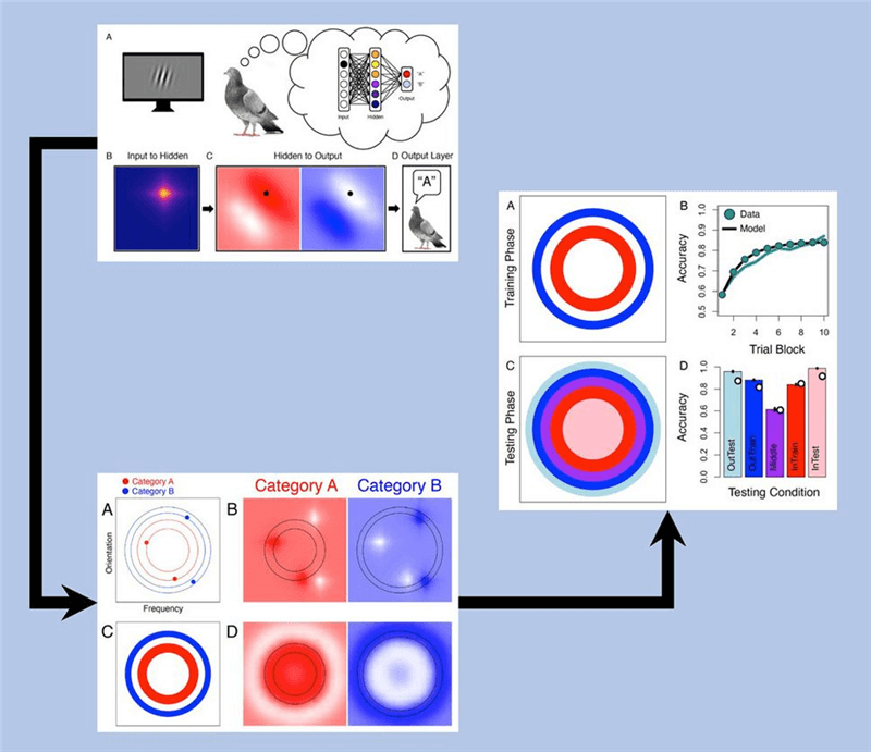 实验流程 实验流程