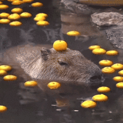 MIOS-4.gif MIOS-4.gif