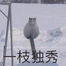 图片22.一枝独秀表情包.png 图片22.一枝独秀表情包.png